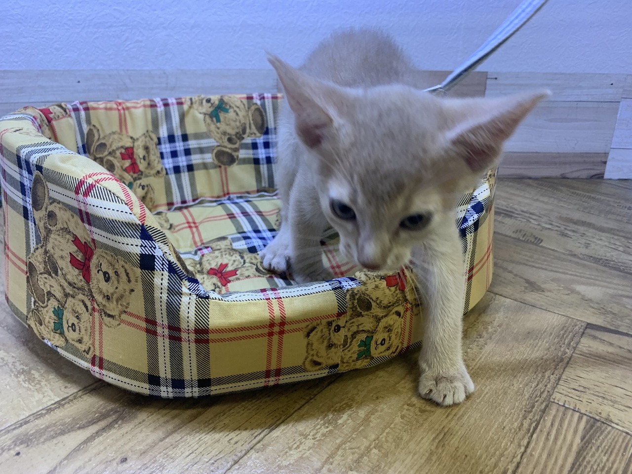アビシニアンページ★ アビシニアンの子猫販売 ブリーダーの出産情報 猫専門ペット