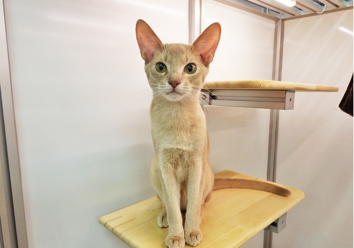 アビシニアンページ★ アビシニアンの子猫販売 ブリーダーの出産情報 猫専門ペット