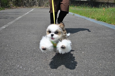 小型犬】シーズー(2201046) | 京都 ペットショップ ノアズアーク