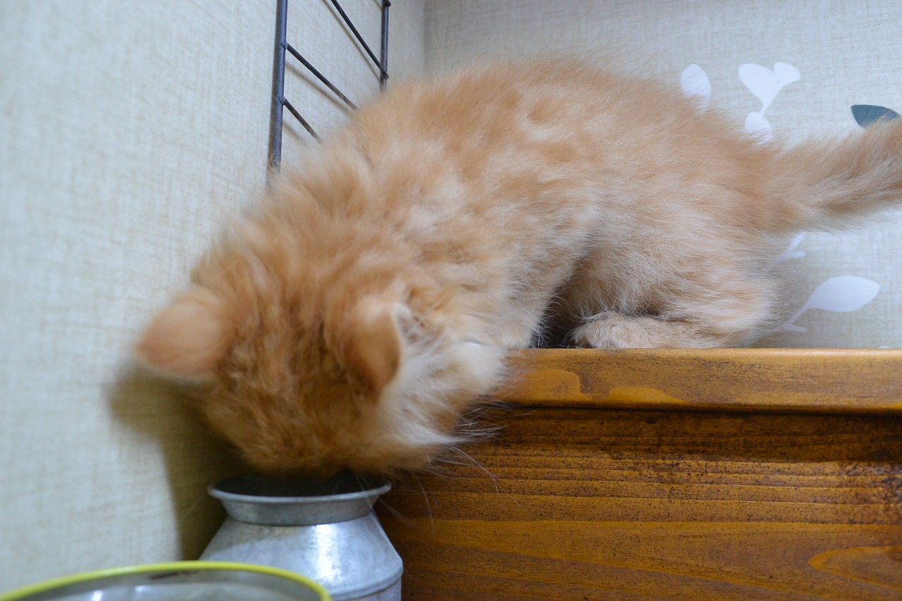 猫】エキゾチックロングヘアー(2202070) | 京都 ペットショップ