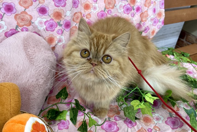 生後6ヶ月♡エキゾチック子猫ちゃん♡アートドール♡ぬいぐるみ