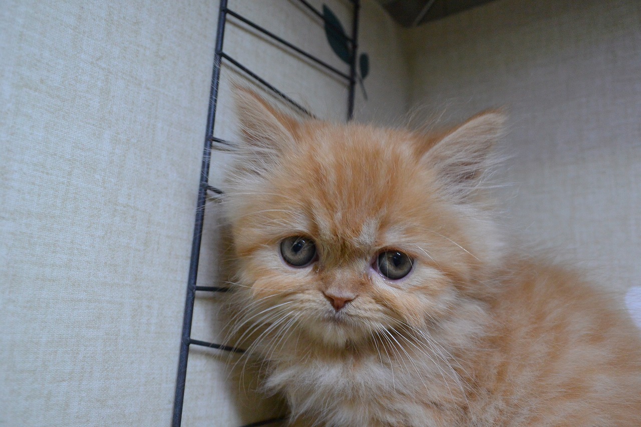 ぱっちりおめめ♡エキゾチック子猫ちゃん♡アートドール
