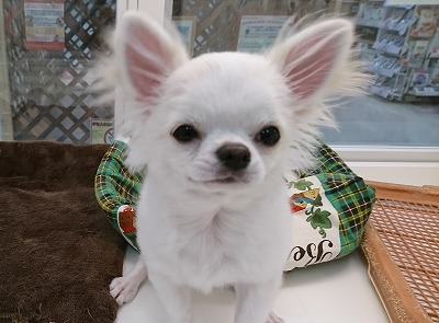 小型犬】チワワ（ロングコート）(2202078) | 京都 ペット