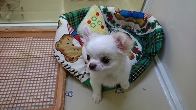 小型犬】チワワ（ロングコート）(2202078) | 京都 ペット