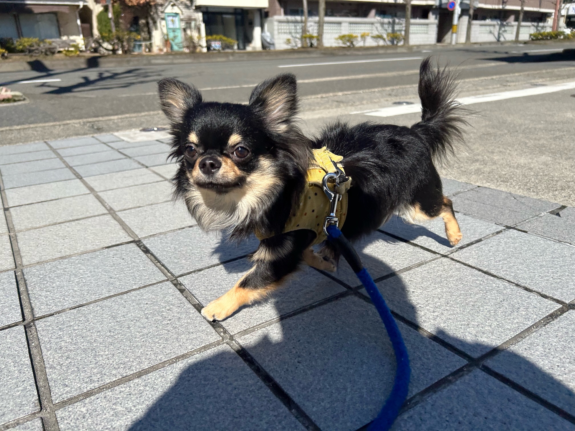 希少 クニオコレクショダウンコート リバーシブル アニマル 犬 猫