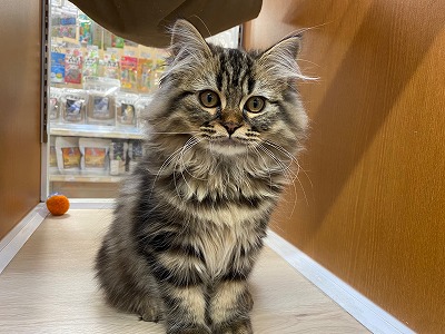 猫 ラガマフィン 京都 ペットショップ ノアズアーク 猫 ラガマフィン 京都 ペットショップ ノアズアーク