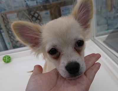 小型犬】チワワ（ロングコート）(2204145) | 京都 ペット