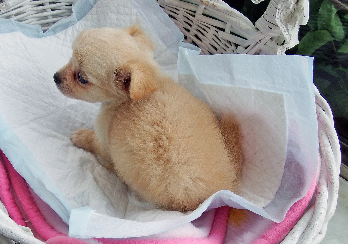 小型犬】チワワ（ロングコート）(2204145) | 京都 ペット