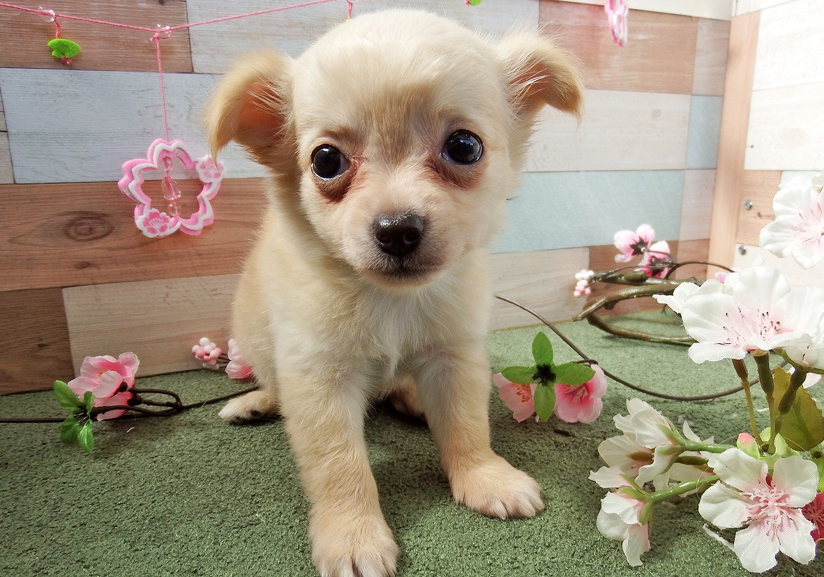 小型犬】チワワ（ロングコート）(2204145) | 京都 ペット