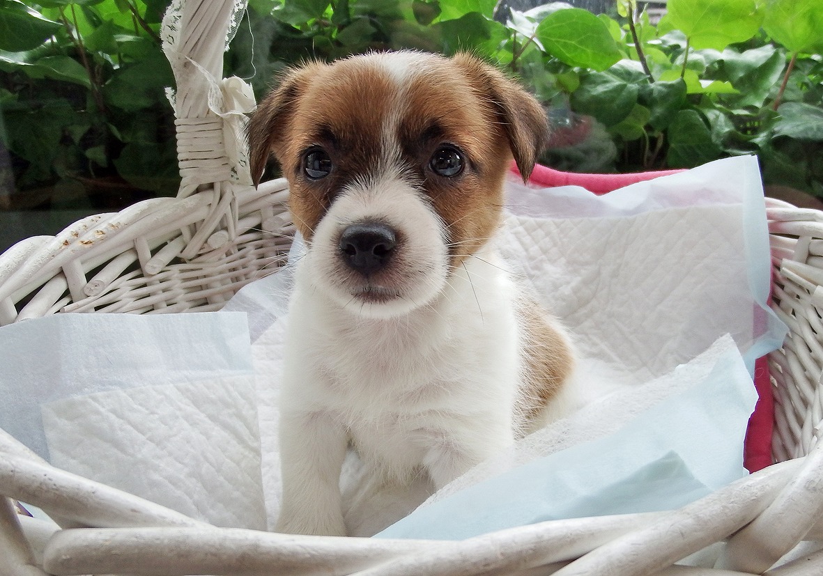 小型犬 ジャックラッセルテリア 京都 ペットショップ ノアズアーク