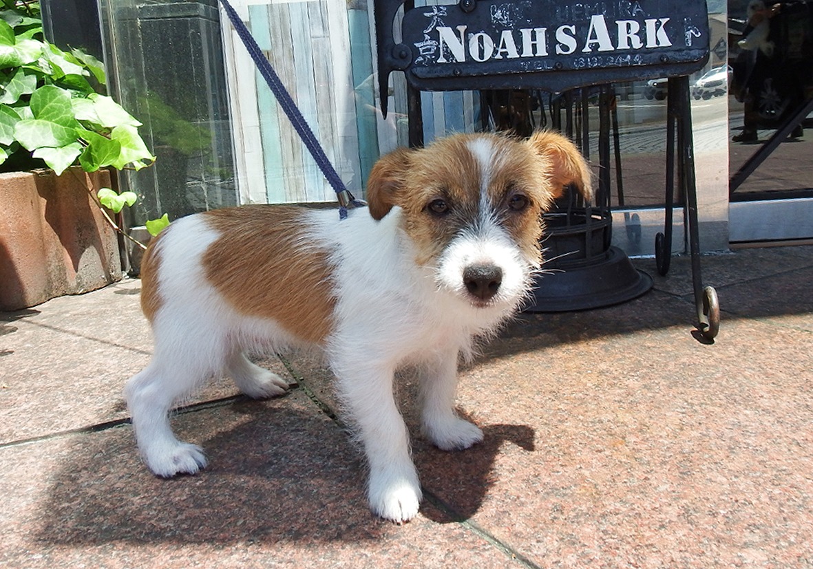 小型犬 ジャックラッセルテリア 京都 ペットショップ ノアズアーク 小型犬 ジャックラッセルテリア 京都 ペットショップ ノアズアーク