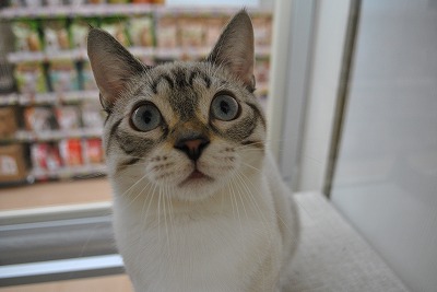 マンチカン詳細｜ペットショップNOAH'S ARK（ノアズアーク）