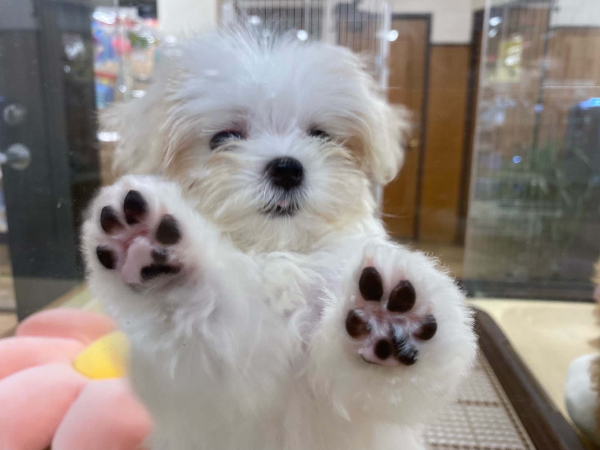 マルチーズ♀4/11詳細｜ペットショップNOAH'S ARK（ノアズアーク）