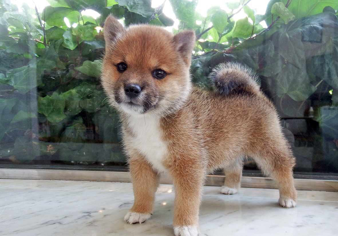 小型犬】柴犬(2206249) | 京都 ペットショップ ノアズアーク