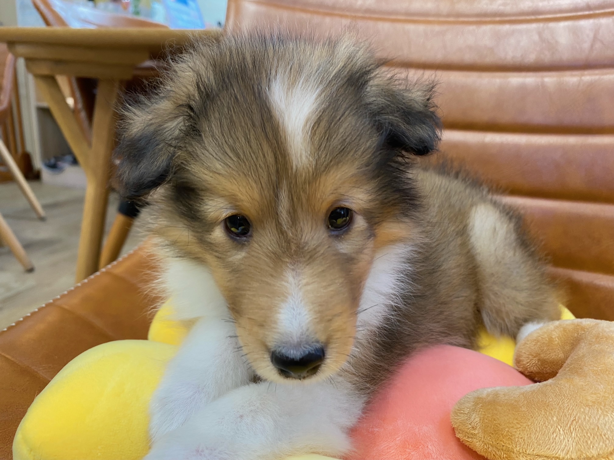 中型犬】シェットランドシープドッグ(2207260) | 京都 ペットショップ