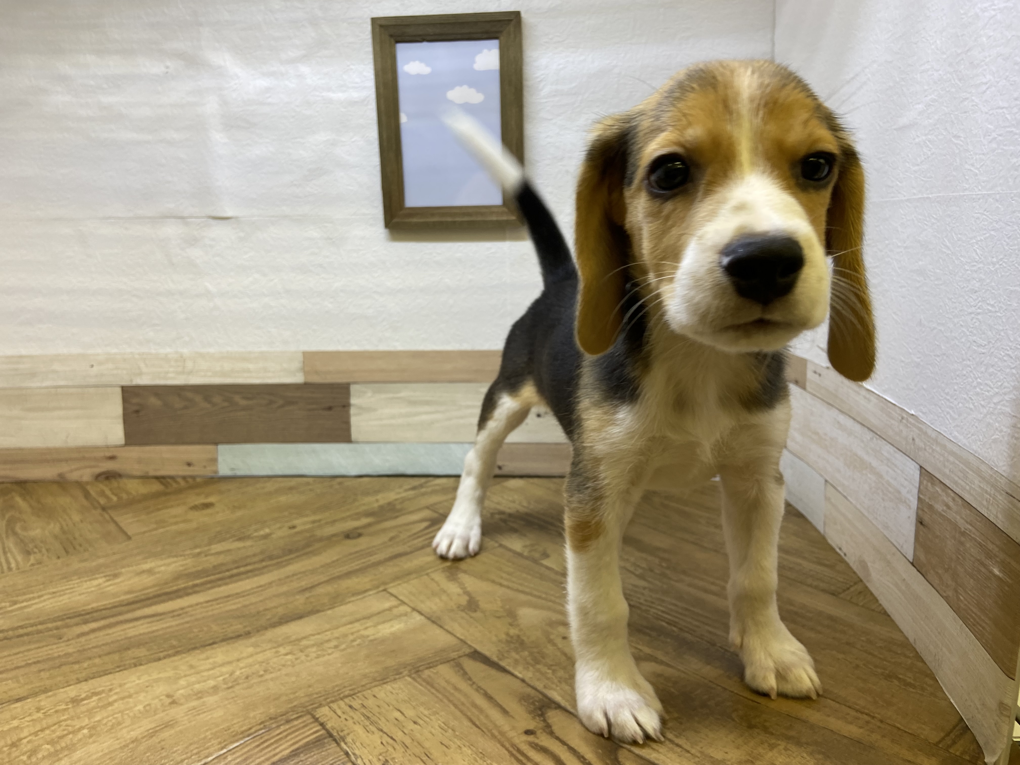 中型犬】ビーグル(2207261) | 京都 ペットショップ ノアズアーク