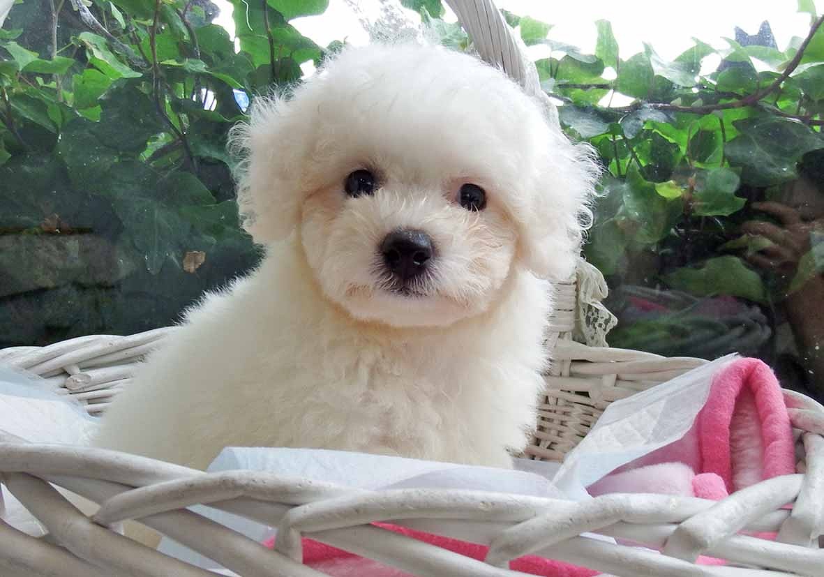 小型犬 ビションフリーゼ 京都 ペットショップ ノアズアーク 小型犬 ビションフリーゼ 京都 ペットショップ ノアズアーク