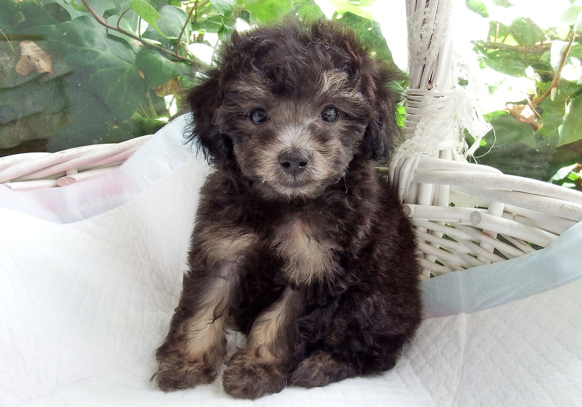 小型犬】トイ・プードル(2207284) | 京都 ペットショップ