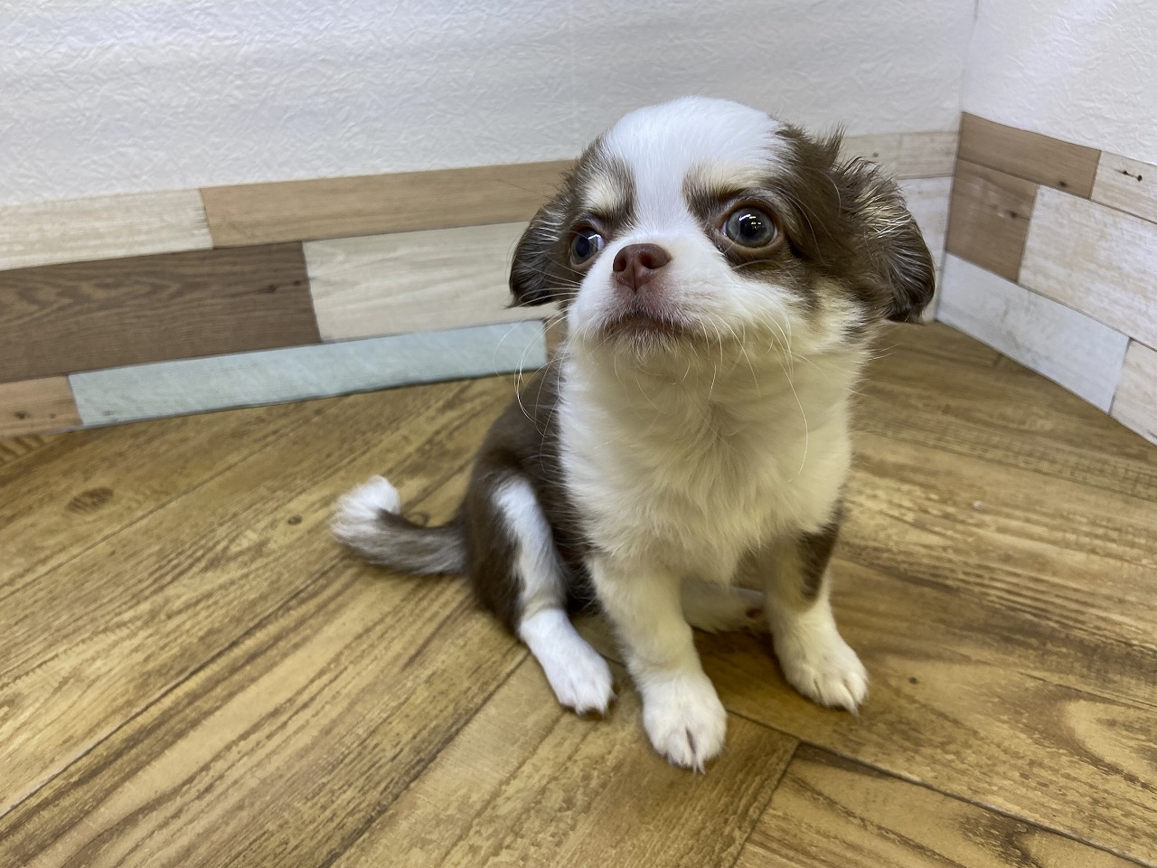 小型犬】チワワ（ロングコート）(2208299) | 京都 ペット
