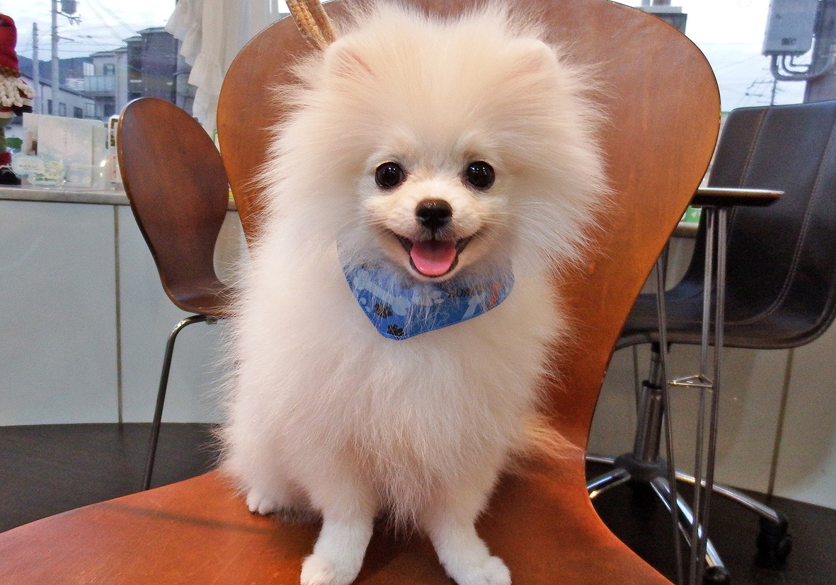 ポメラニアン♂8/7詳細｜ペットショップNOAH'S ARK（ノアズアーク）