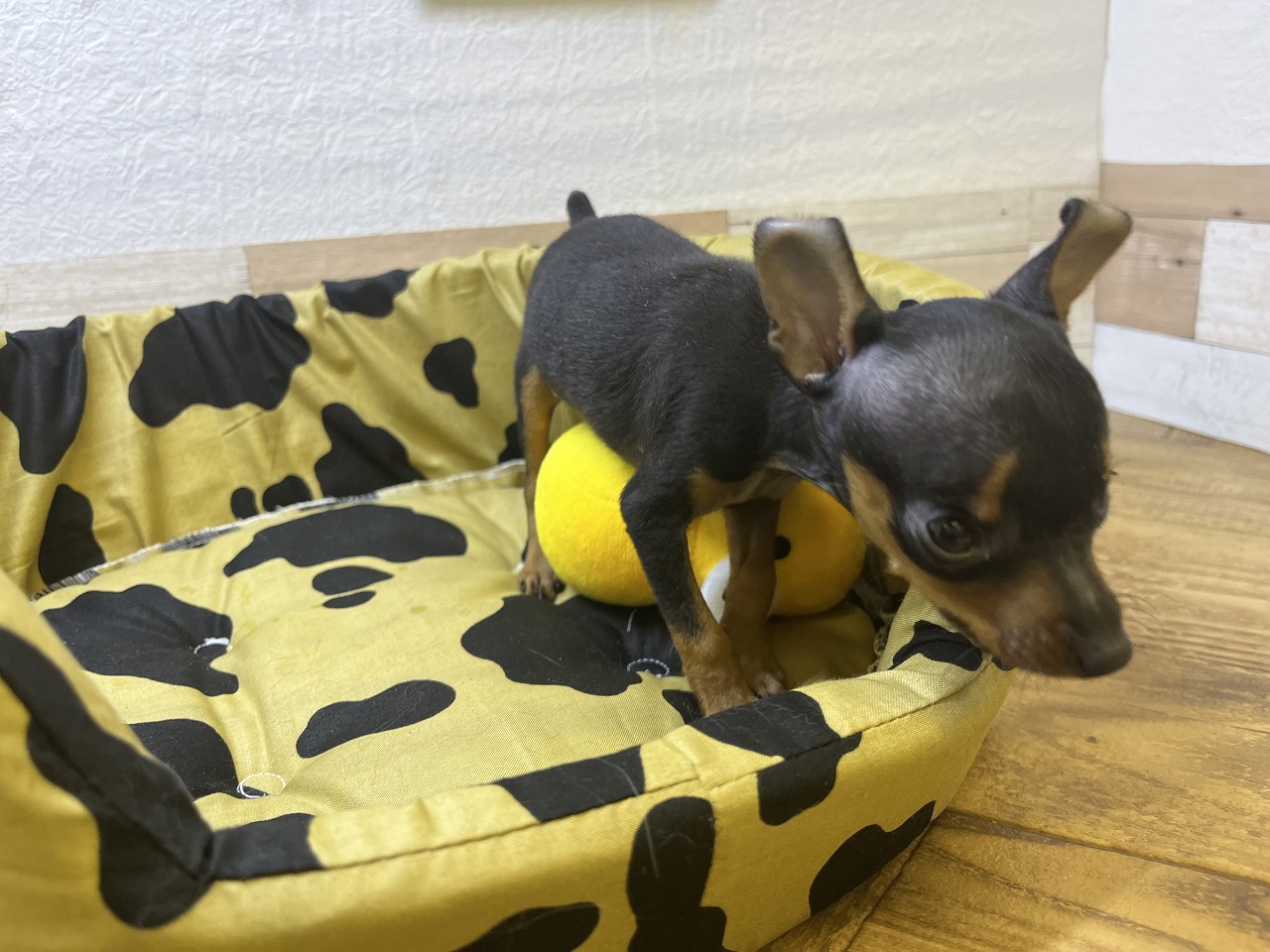 aaa様♥️ミニチュアピンシャー オブジェ aaa様♥️ミニチュアピンシャー オブジェ aaa様♥️ミニチュア