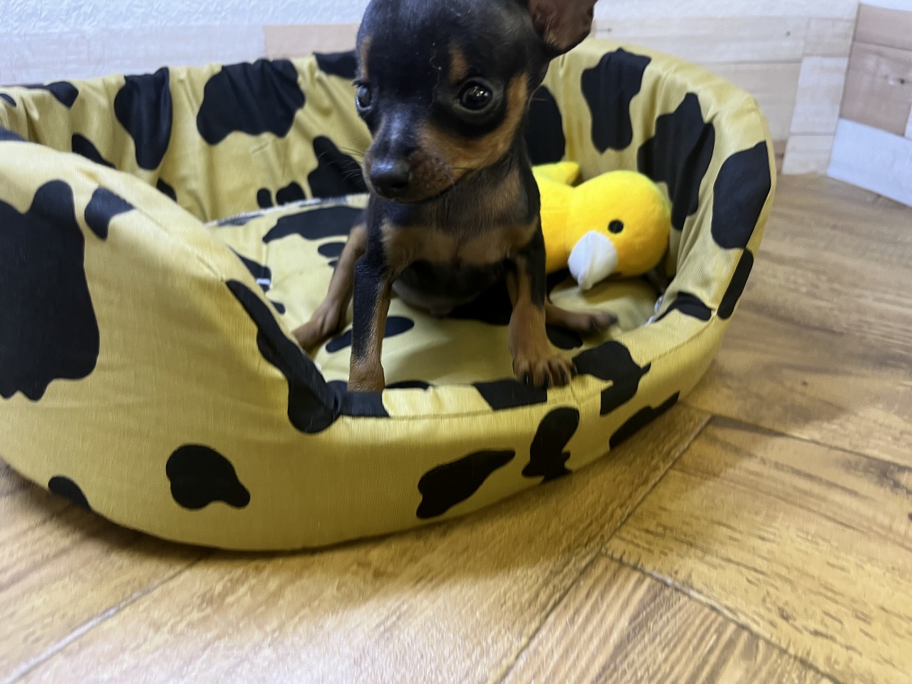 aaa様♥️ミニチュアピンシャー オブジェ aaa様♥️ミニチュアピンシャー オブジェ