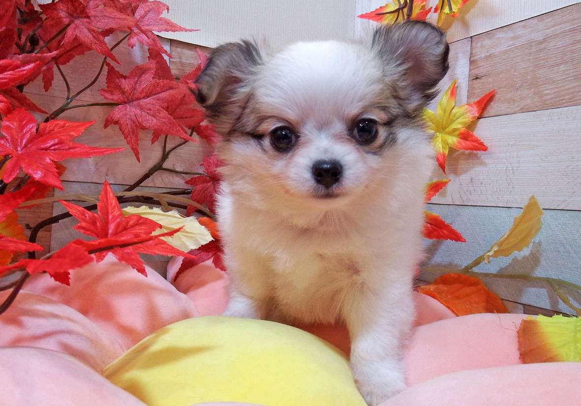 小型犬】チワワ（ロングコート）(2211417) | 京都 ペット