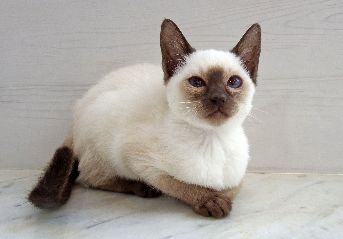 ☆昭和レトロ 三英 ねこのぬいぐるみ 猫 ネコ シャム猫☆ - メルカリ