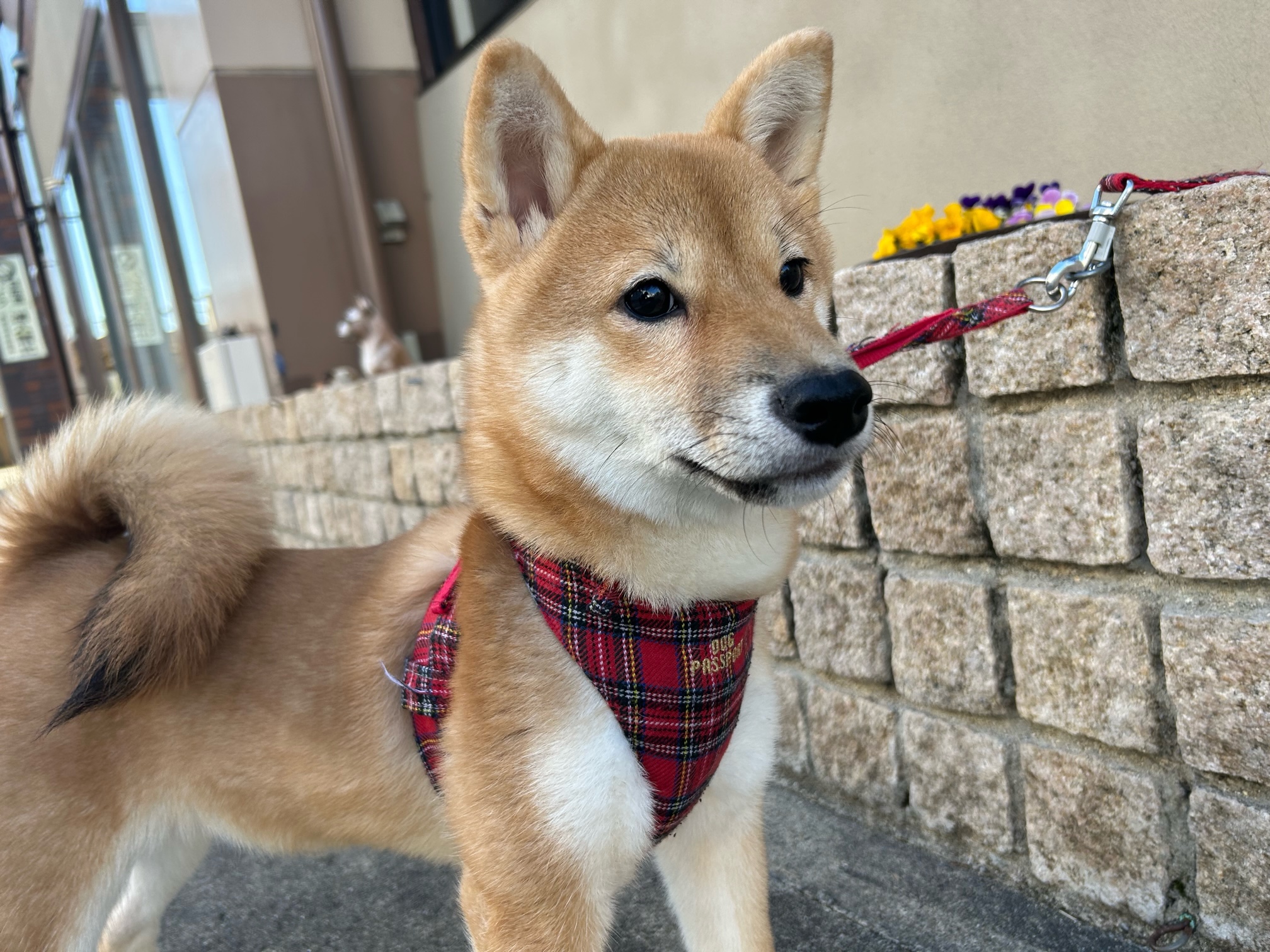 日本初！ビットポイントジャパン「SHIB（シバイヌ）」取扱い開始