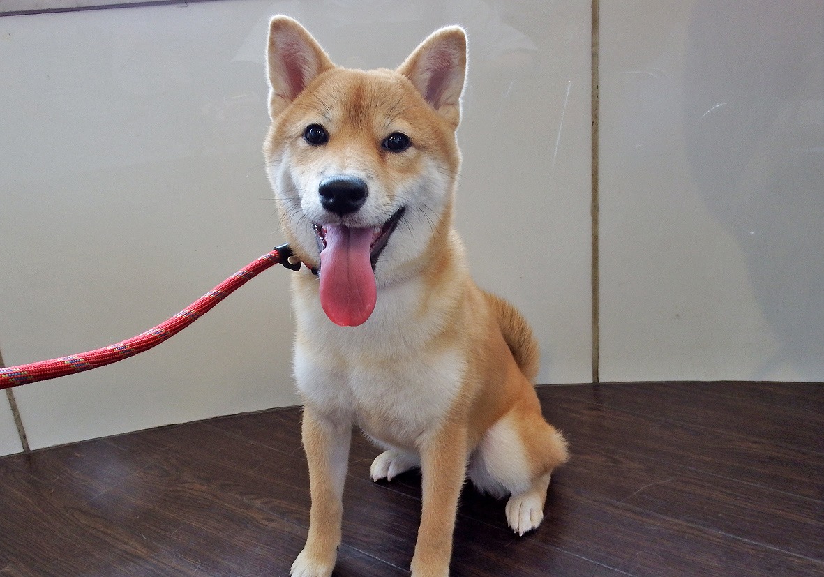 中型犬】柴犬(2212456) | 京都 ペットショップ ノアズアーク