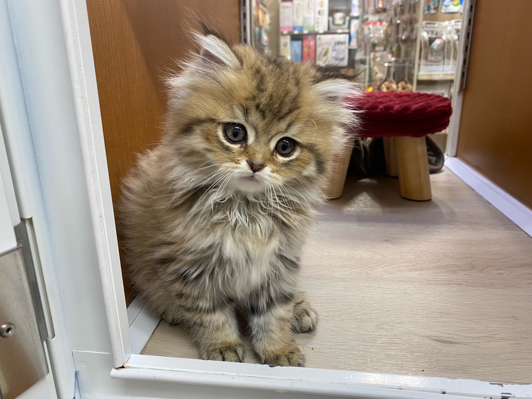 猫】チンチラ(2212464) | 京都 ペットショップ ノアズアーク