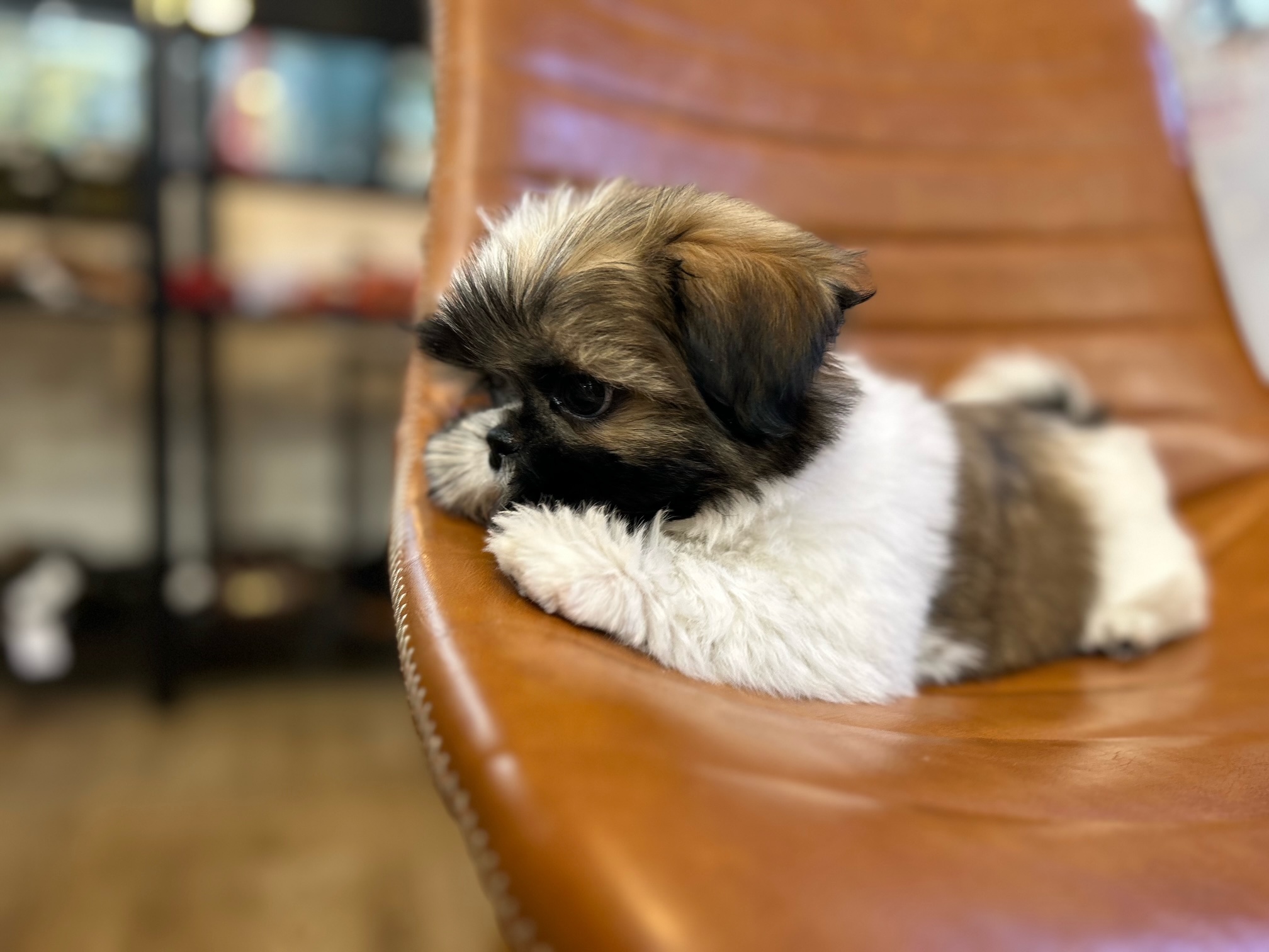 小型犬】シーズー(2211446) | 京都 ペットショップ ノアズアーク