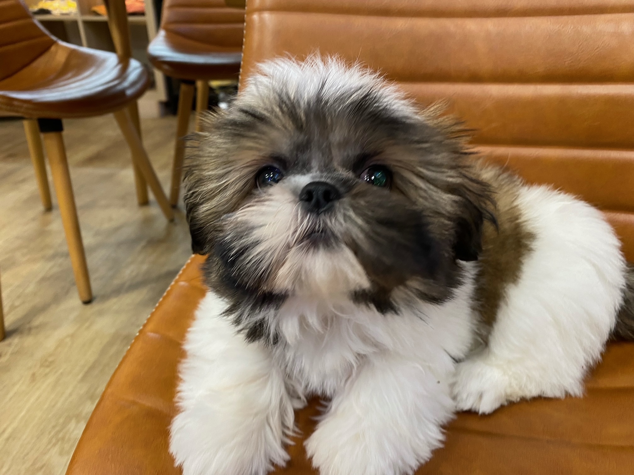 小型犬】シーズー(2211446) | 京都 ペットショップ ノアズアーク