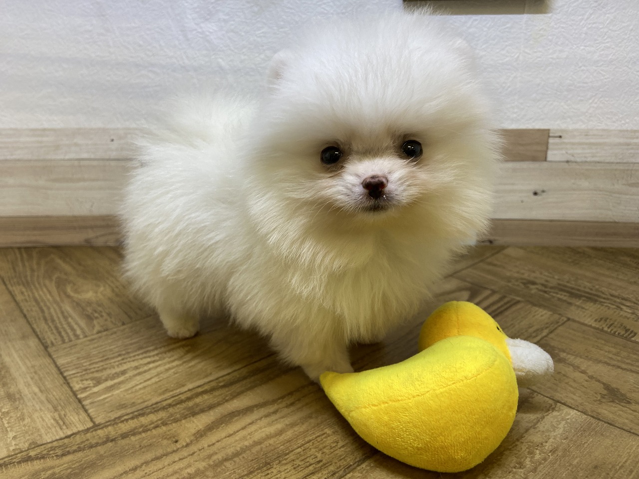 最終お値下げ❗️ポメラニアン　メルモ　レトロ　美品　希少❣️ 180910葉月ちゃん ポメラニアン - 【公式】ぬいぐるみのオーダー