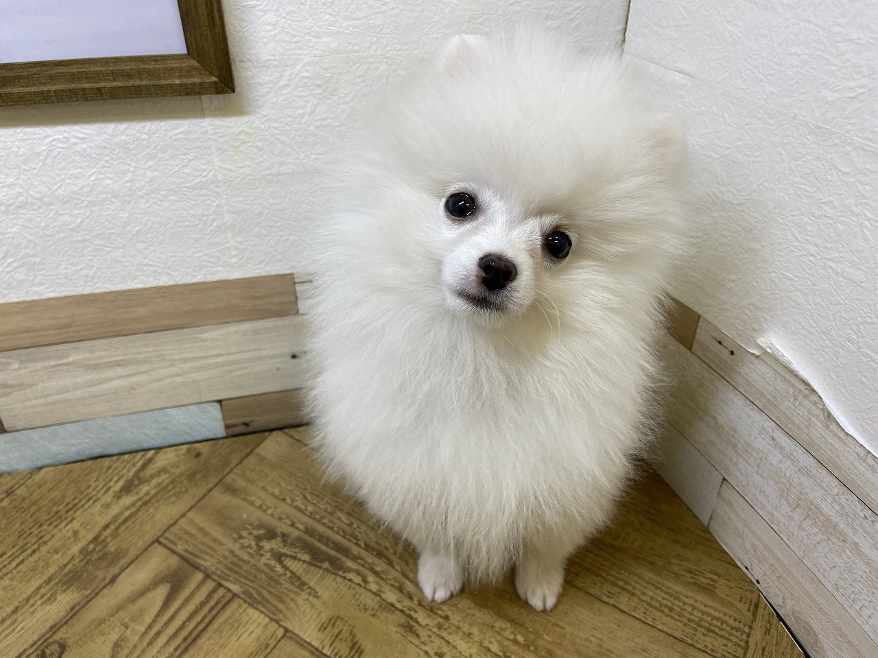 小型犬】ポメラニアン(2212473) | 京都 ペットショップ ノアズアーク