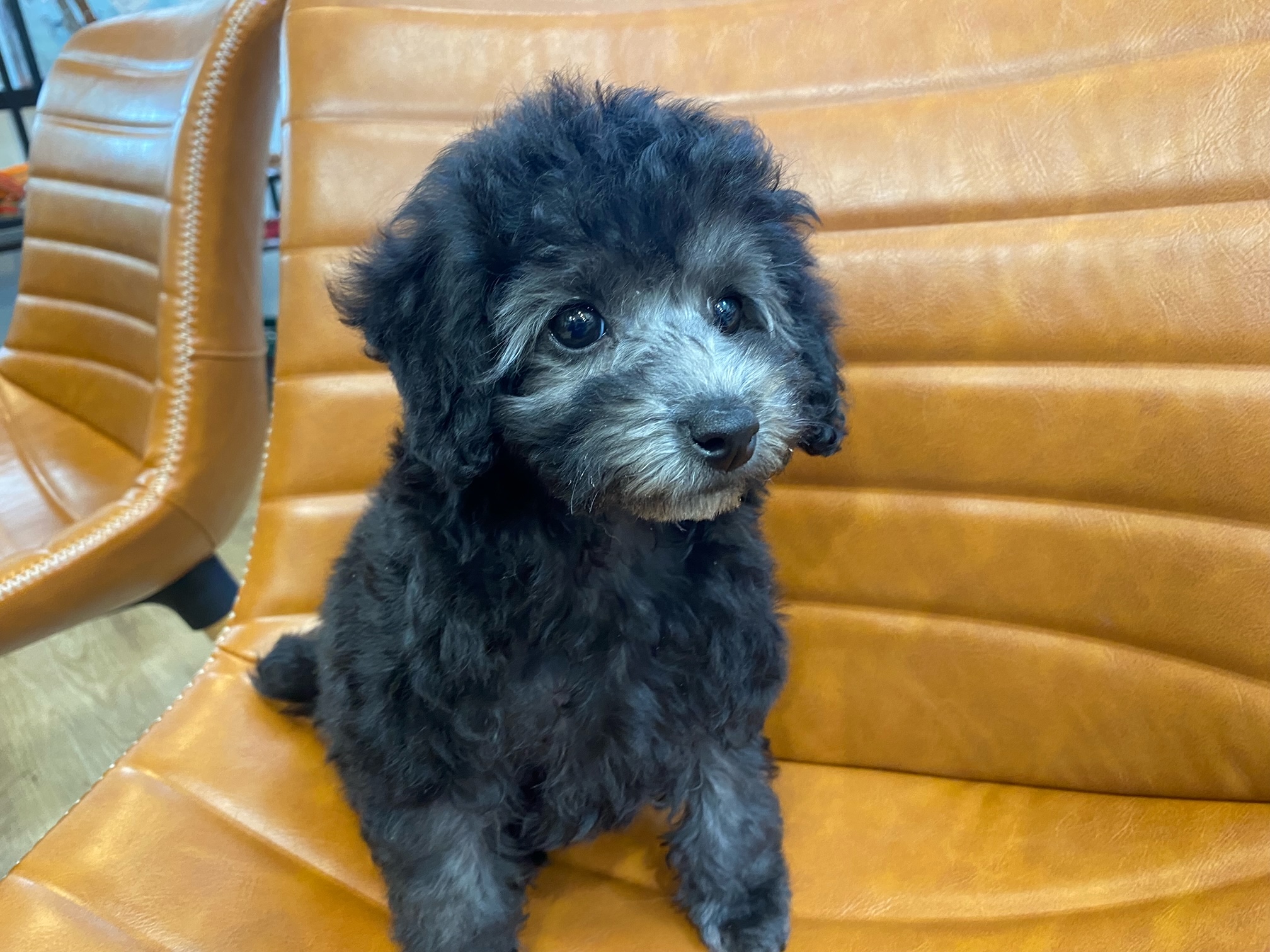 小型犬】トイ・プードル(2212465) | 京都 ペットショップ ノアズアーク