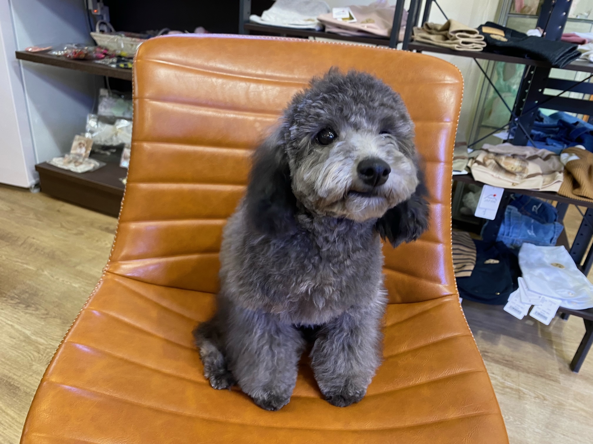 ayhyimam　プードル トイプードル【埼玉県・女の子・2025年7月30日・レッド】可愛い