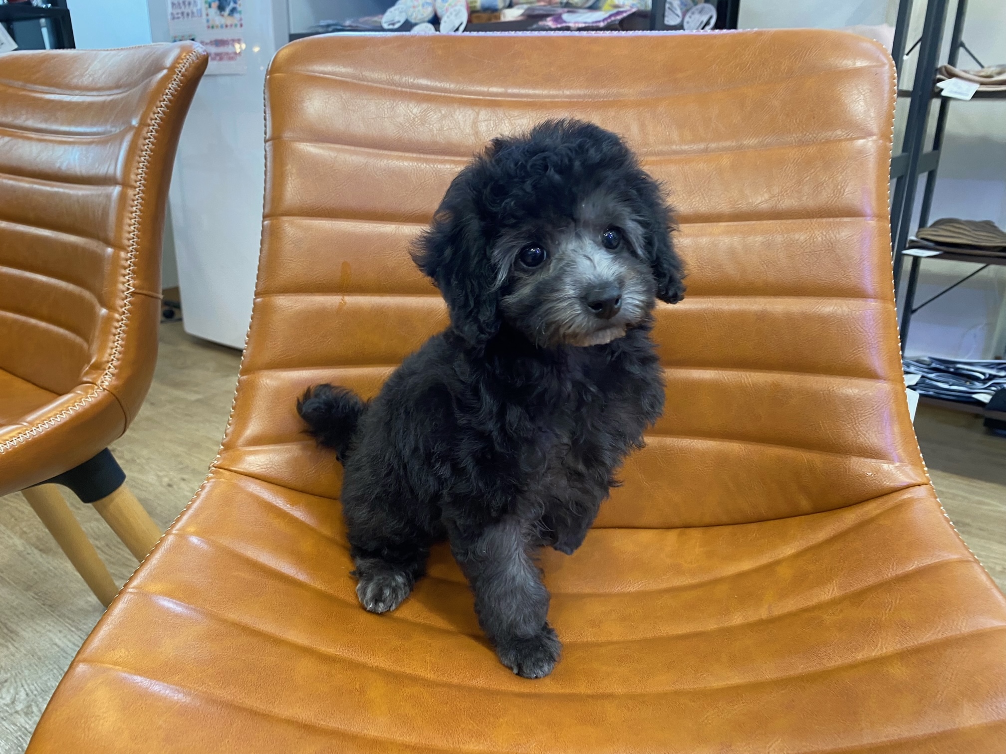 小型犬】トイ・プードル(2212465) | 京都 ペットショップ ノアズアーク