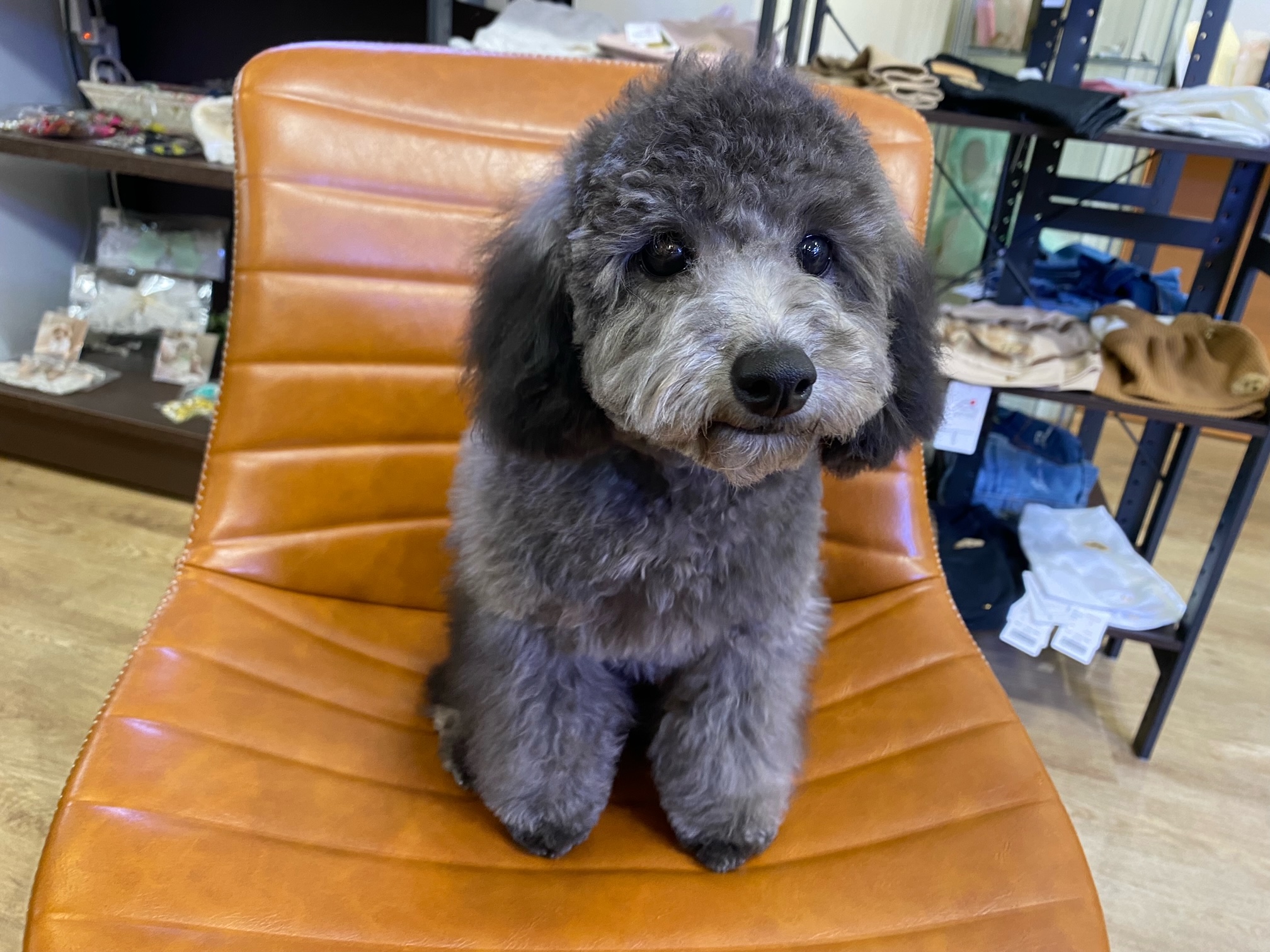 小型犬】トイ・プードル(2212465) | 京都 ペットショップ ノアズアーク