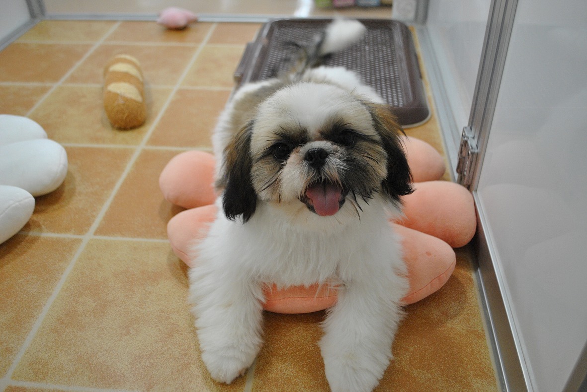 シーズー♀2022.10.23詳細｜ペットショップNOAH'S ARK（ノアズアーク）