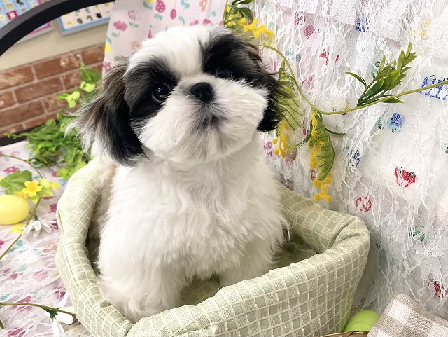 小型犬】シーズー(2212487) | 京都 ペットショップ ノアズアーク