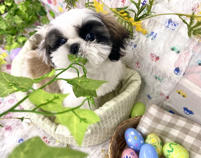 小型犬】シーズー(2212487) | 京都 ペットショップ ノアズアーク