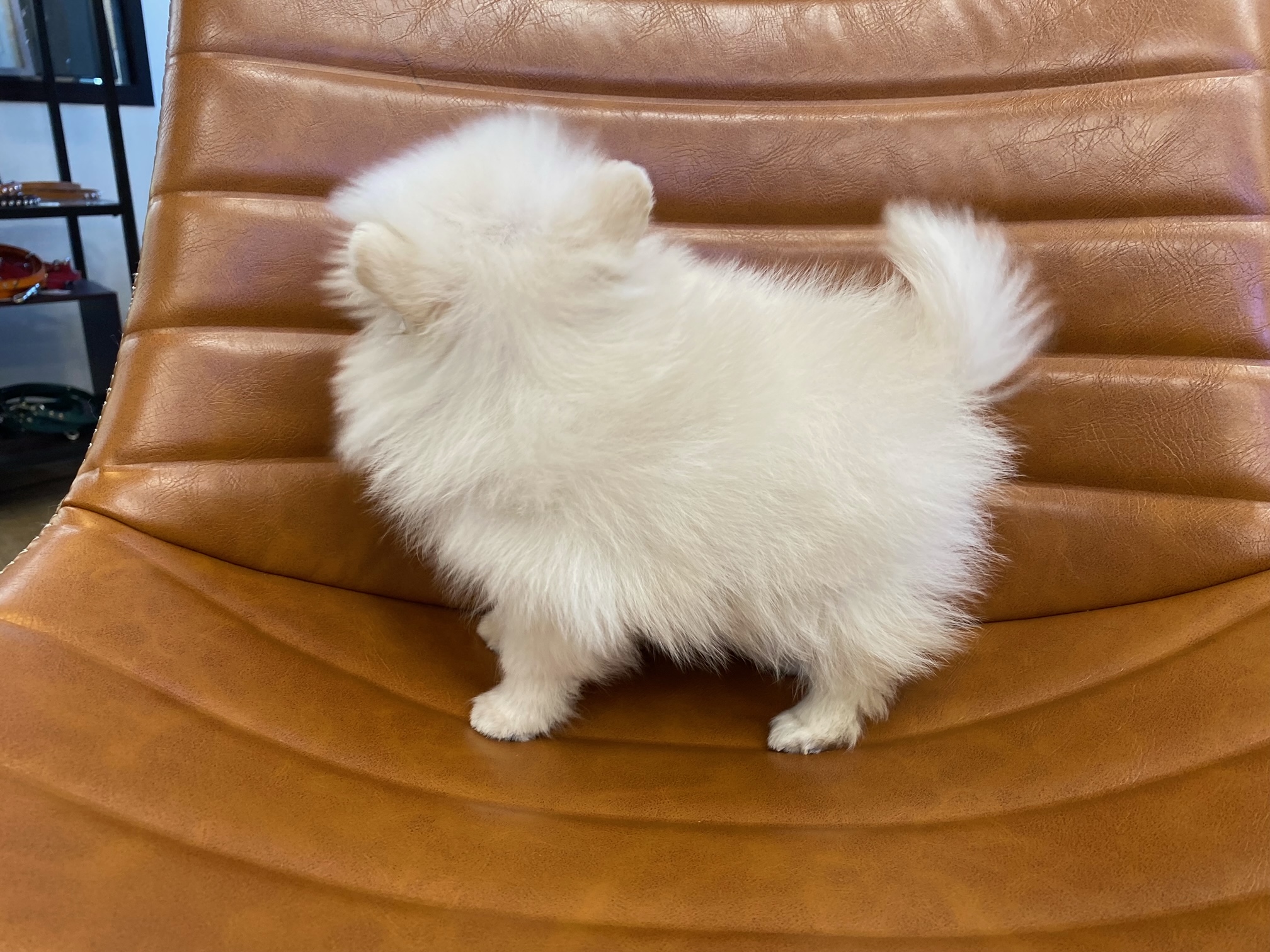 小型犬】ポメラニアン(2212492) | 京都 ペットショップ ノアズアーク