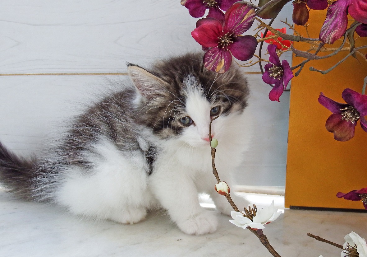 ノルウェイジャン詳細｜ペットショップNOAH'S ARK（ノアズアーク）