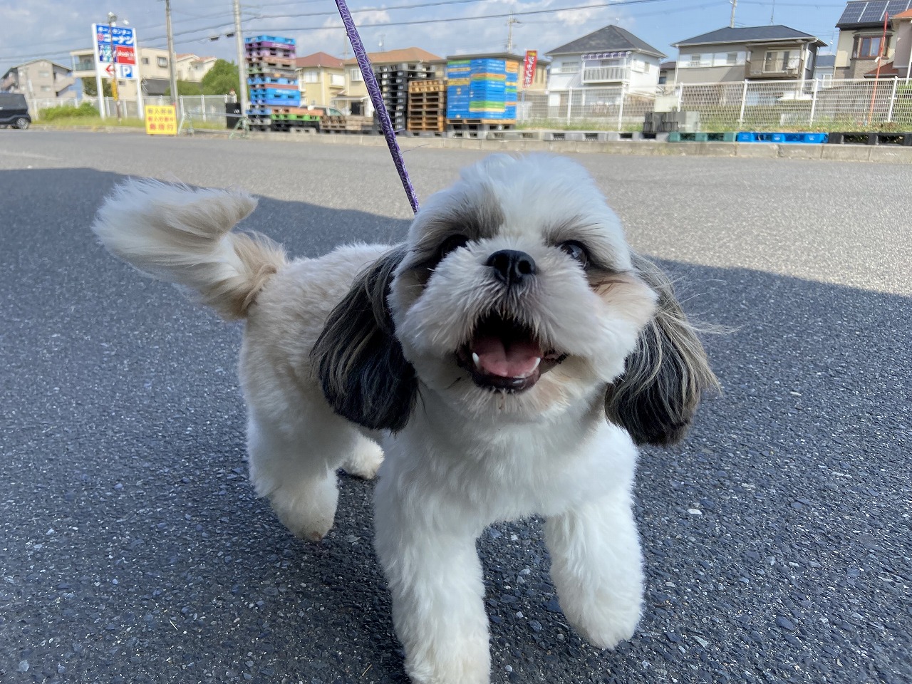 小型犬】シーズー(2302071) | 京都 ペットショップ ノアズアーク