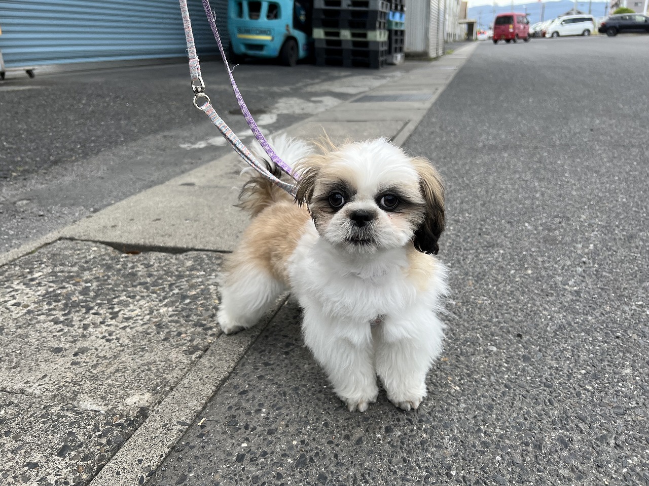 小型犬】シーズー(2302071) | 京都 ペットショップ ノアズアーク 小型犬】シーズー(2302071) | 京都 ペットショップ ノアズアーク