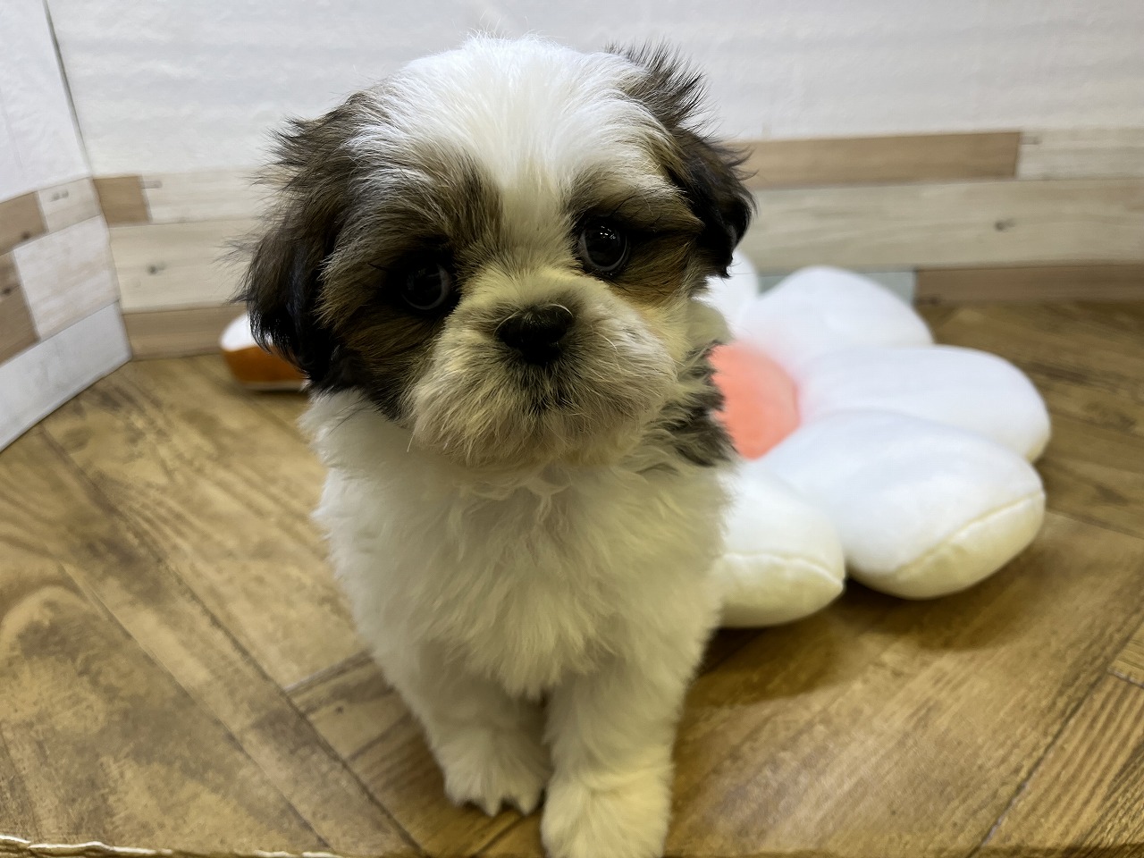 小型犬】シーズー(2302071) | 京都 ペットショップ ノアズアーク
