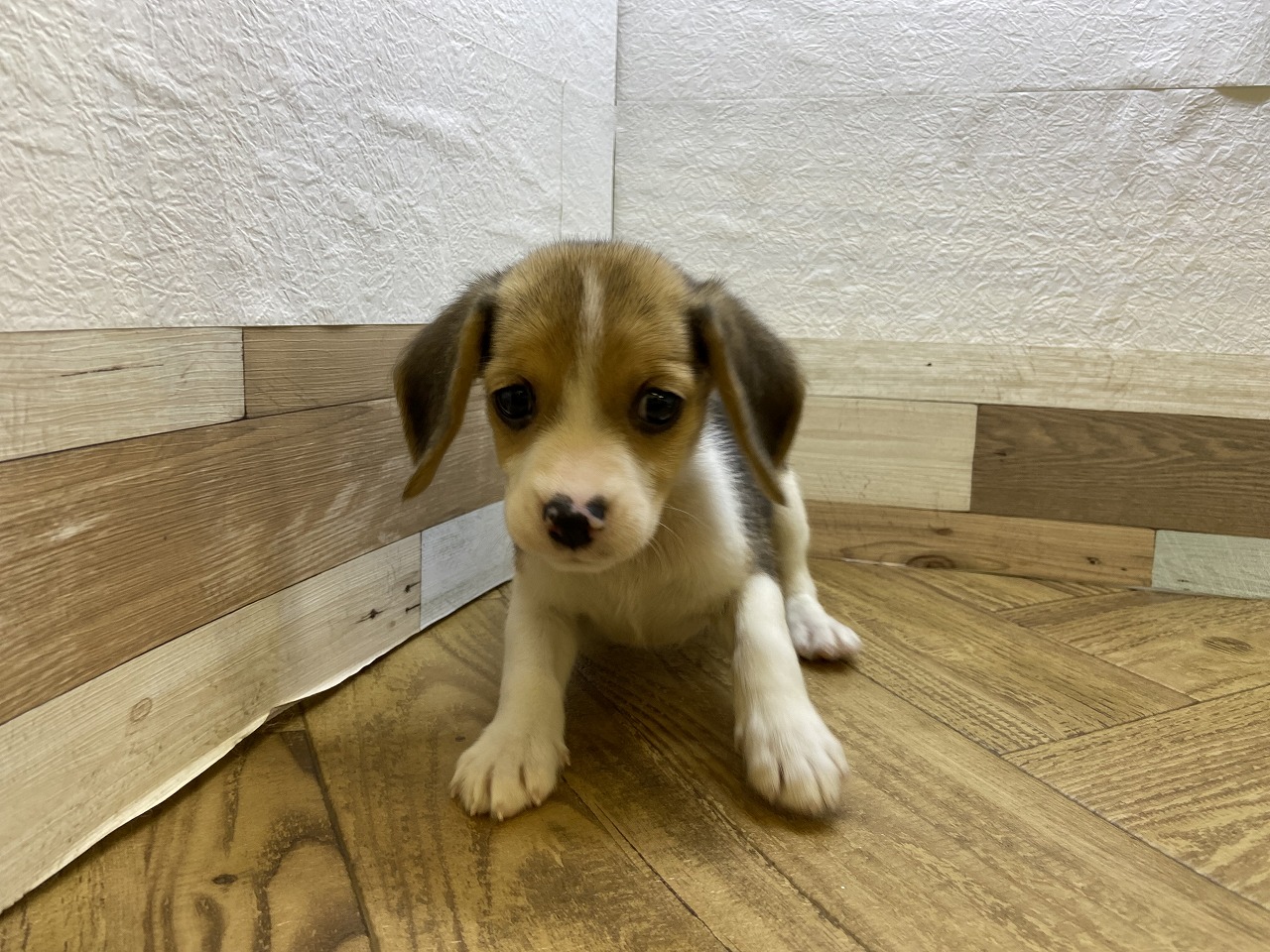 ビーグル犬 hqdefault.jpg
