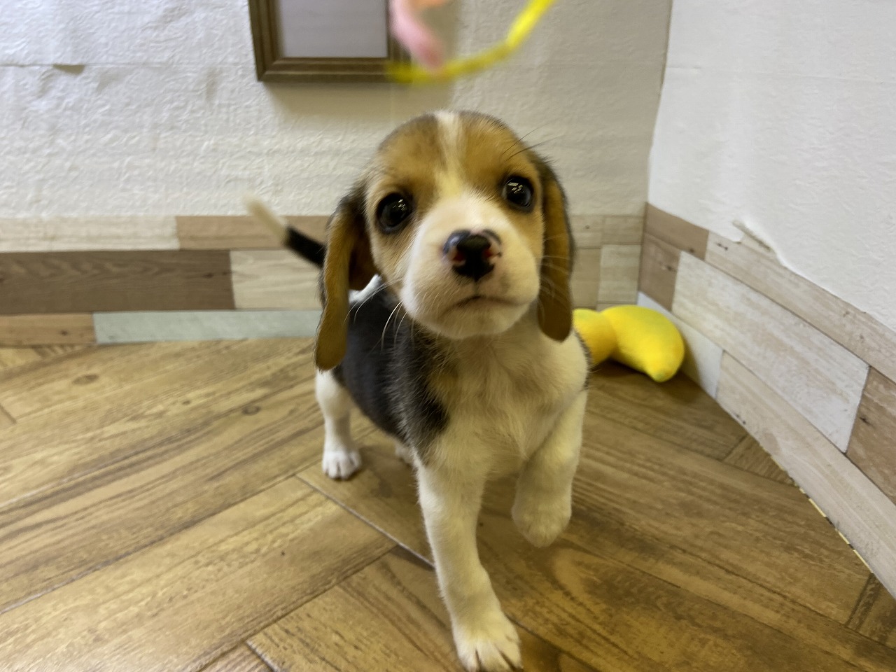 犬　　ビーグル　クリスタル　グリーンアイ　ブローチ　高級　ラグジュアリー　希少 犬 ビーグル クリスタル グリーンアイ ブローチ 高級