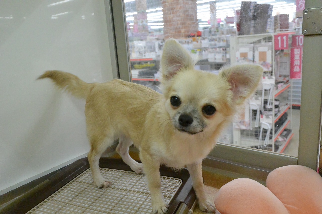 小型犬】チワワ（ロングコート）(2305185) | 京都 ペット